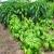 How To Grow Organic Vegetables