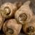 how to grow parsnips